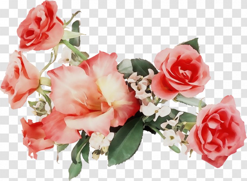 Garden Roses - Red - Petal Flowering Plant Transparent PNG