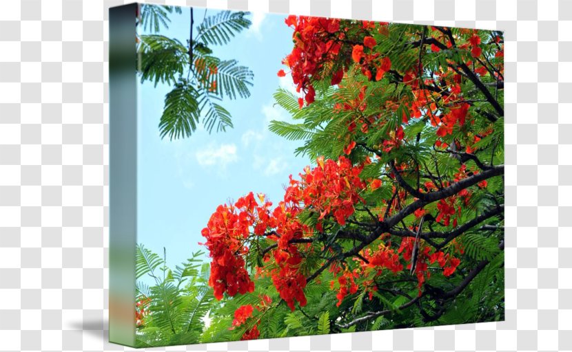 Hawaii Royal Poinciana Tree Nature Flower Transparent PNG