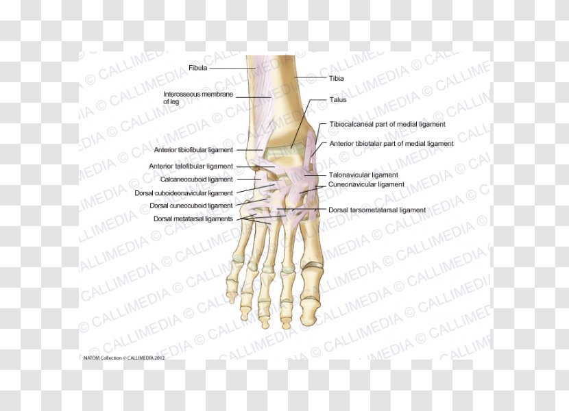 Ligament Foot Anatomy Human Skeleton Dorsum - Silhouette - Respiratory System Transparent PNG