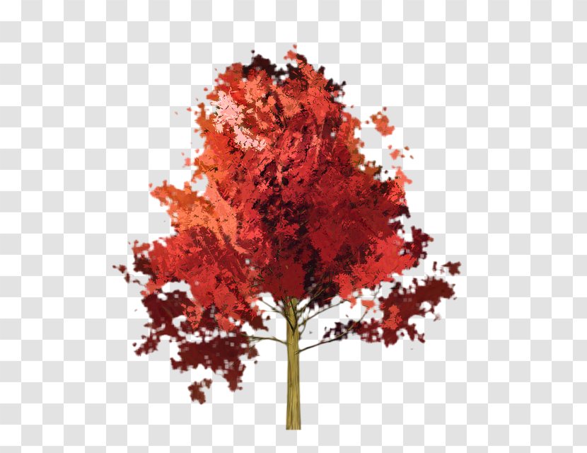 Red Maple Tree - Leaf - Plane Soapberry Family Transparent PNG