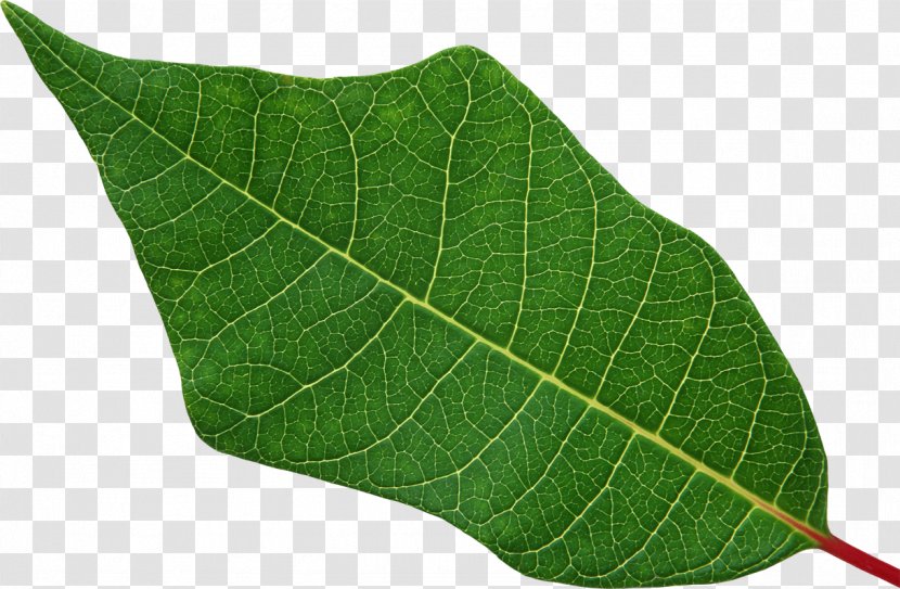Leaf Root Plant Stem - Pathology - Green Leaves Transparent PNG