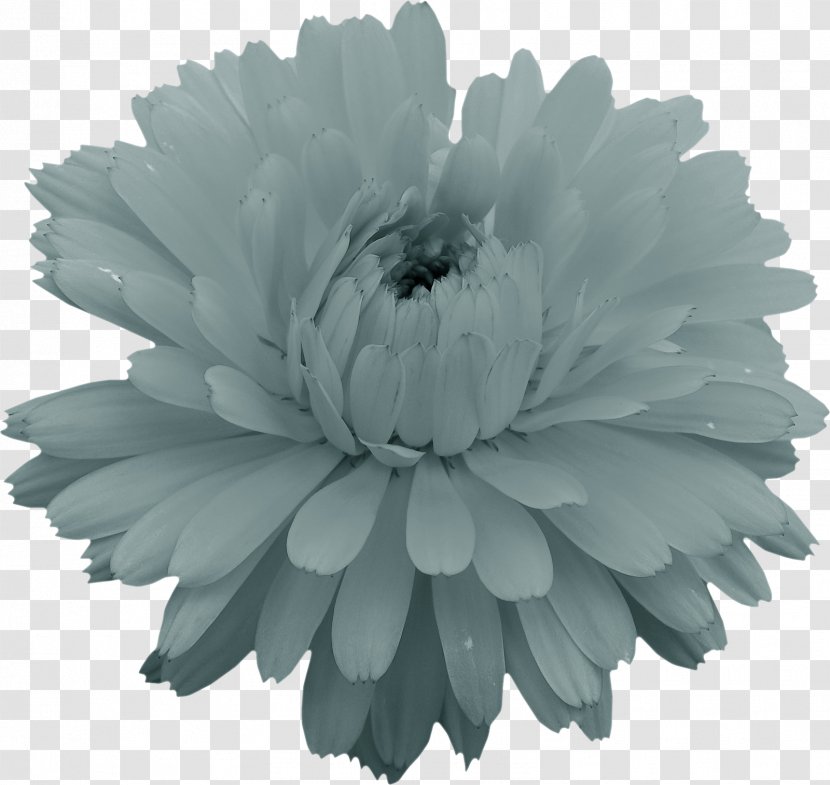 Monochrome Photography - Cosmos Flower Transparent PNG