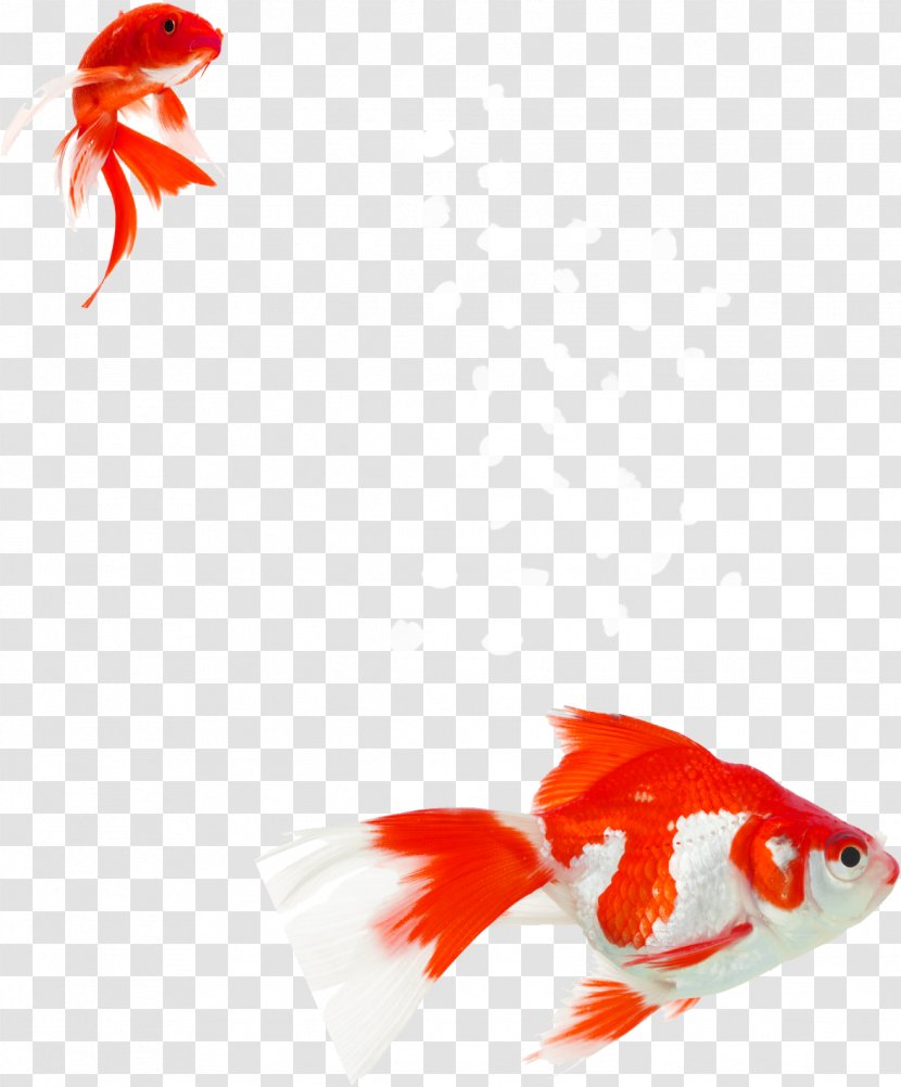 Goldfish Aquarium Aquatic Plants Koi Water - Petal - Acronym Silhouette Transparent PNG
