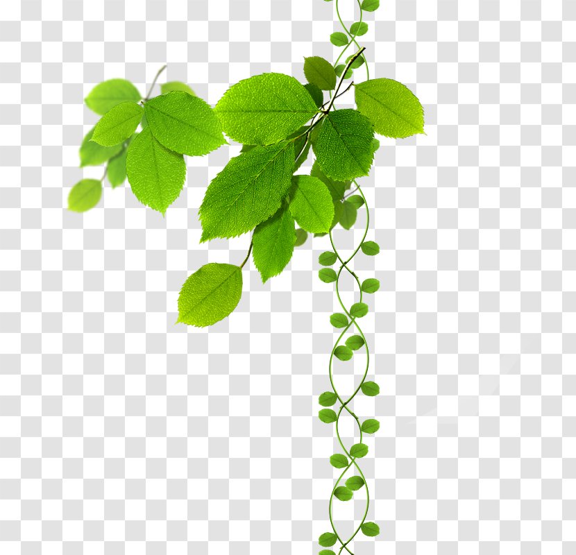 Green Leaves - Beehive - Plant Transparent PNG