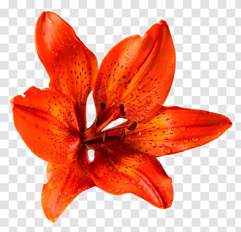 Lilium Bulbiferum Flower - Designer Transparent PNG