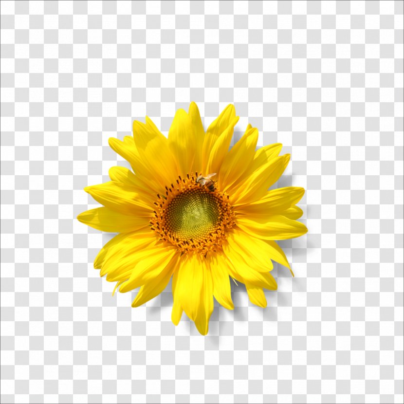 Common Sunflower Lecithin Seed Phospholipid - Fat Transparent PNG