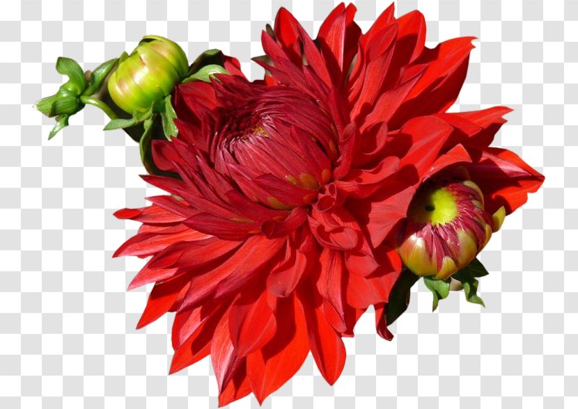 Dahlia Cut Flowers Floral Design Chrysanthemum - Daisy Family Transparent PNG