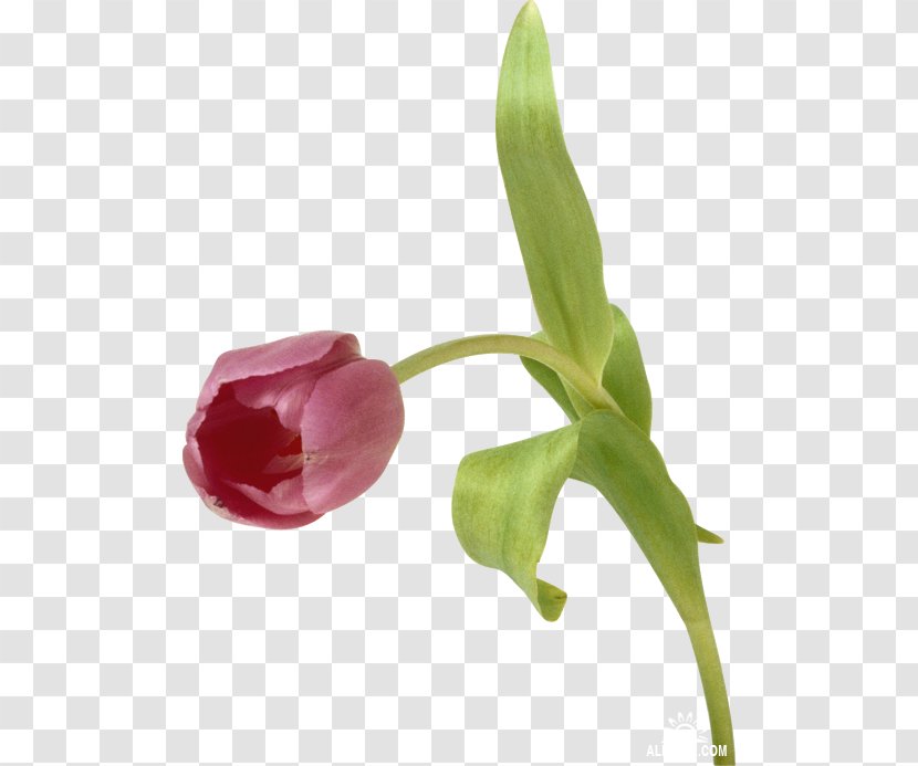 Tulip Flower Digital Image - Seed Plant Transparent PNG