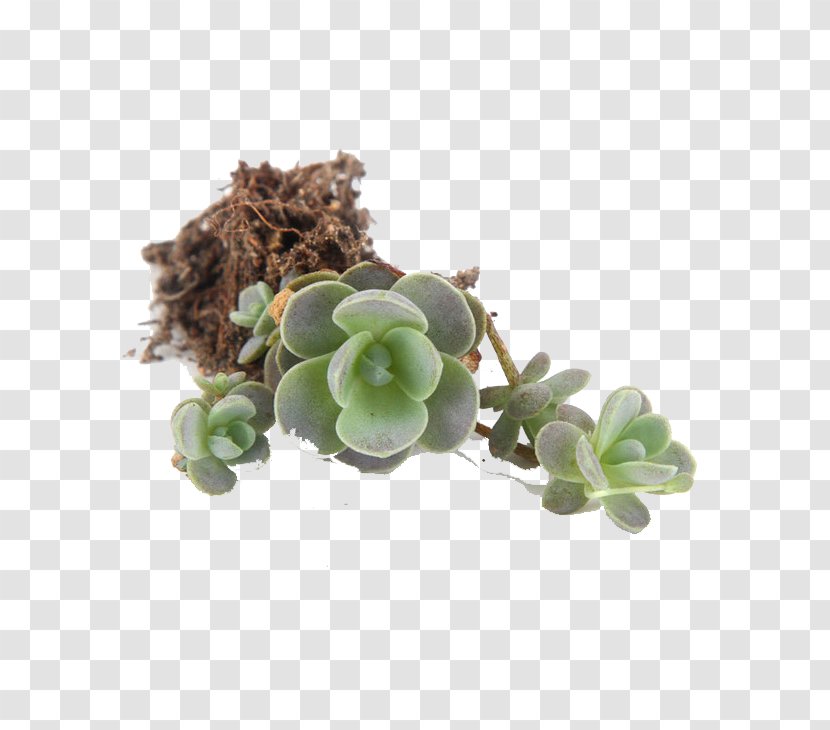 Flowerpot Succulent Plant Euclidean Vector - Gratis - Plants Transparent PNG