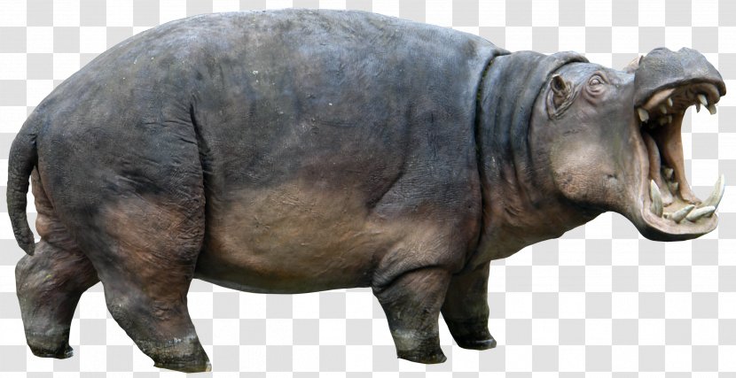 Hippopotamus Rhinoceros Clip Art - Snout - Hand-painted Animal Pictures,Animal Rhino Transparent PNG