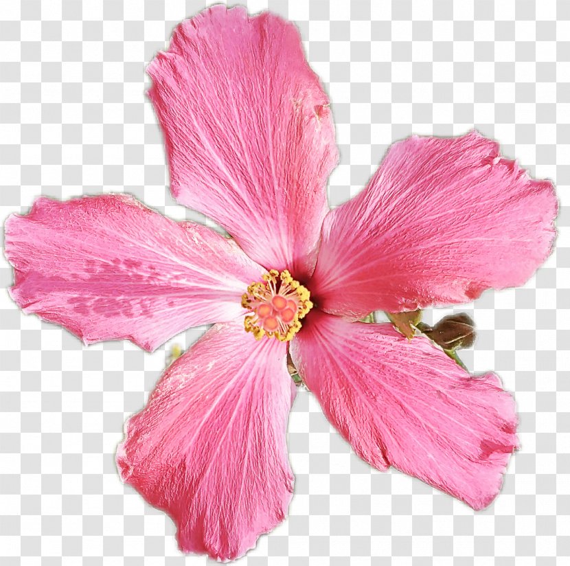 Flower Flowering Plant Petal Pink Hawaiian Hibiscus - Mallow Family - Herbaceous Transparent PNG