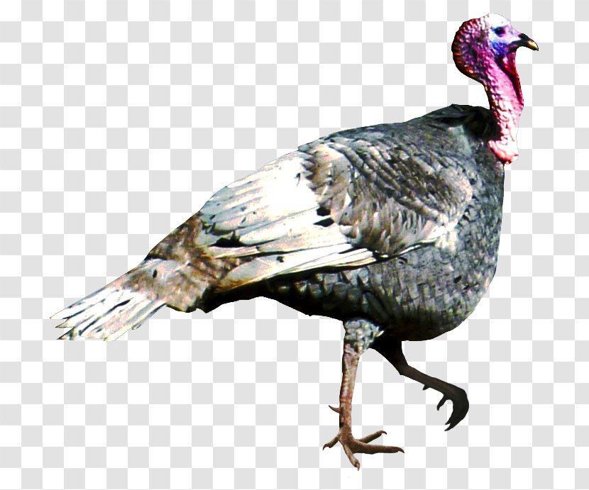 Turkey Bird - Watermark - Animal Birds Transparent PNG