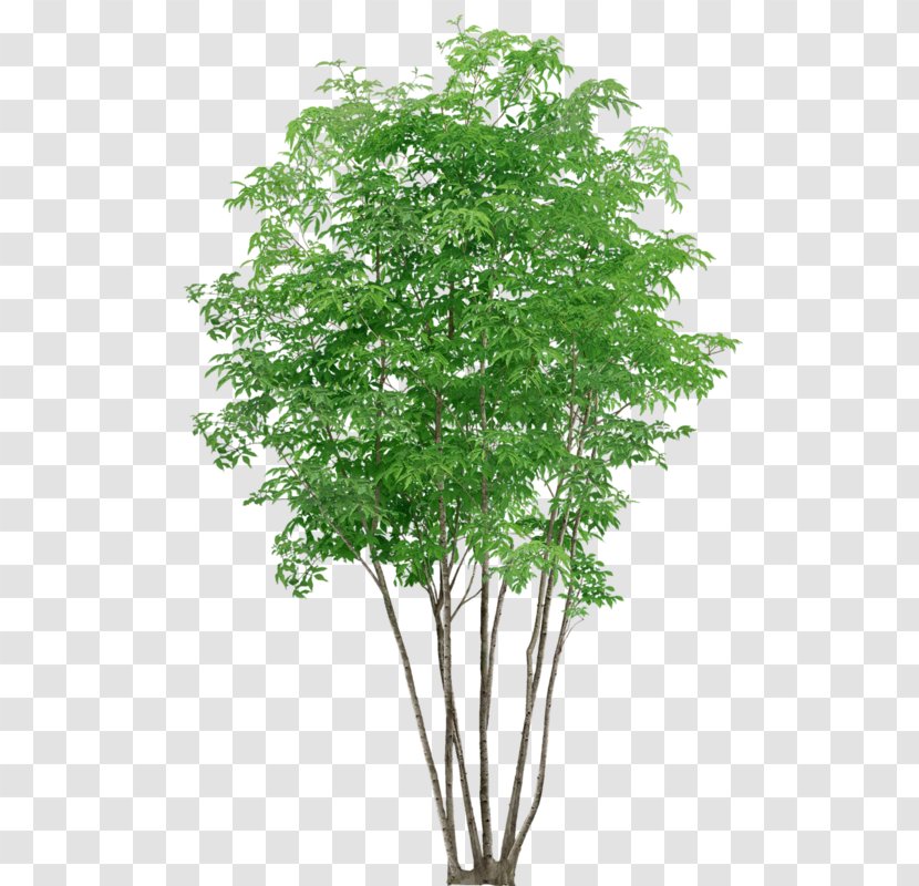 Neem Tree - Mock Orange - Plane Plant Stem Transparent PNG