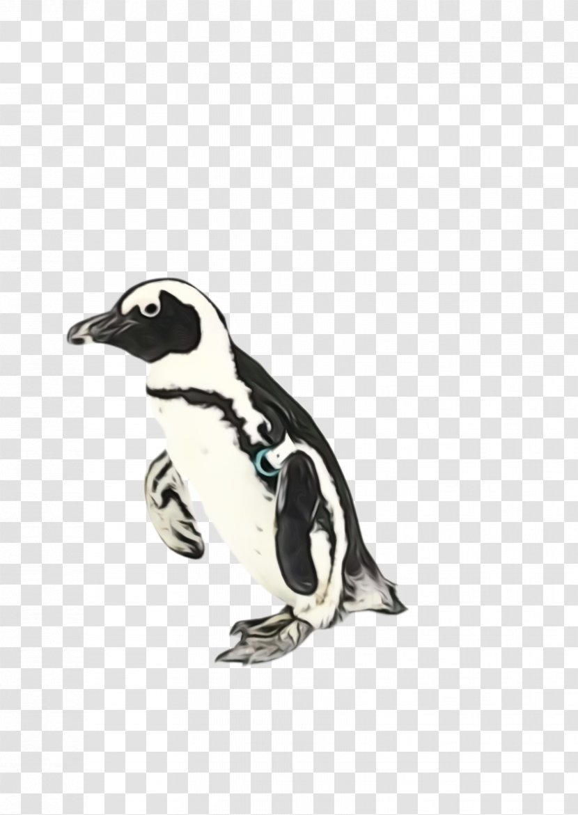 Penguin - Watercolor - Animal Figure Beak Transparent PNG