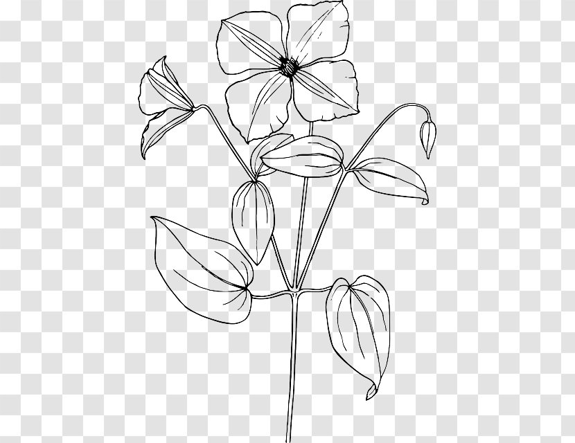 Arabian Jasmine Drawing Flower Sketch - Branch - Shrub Transparent PNG