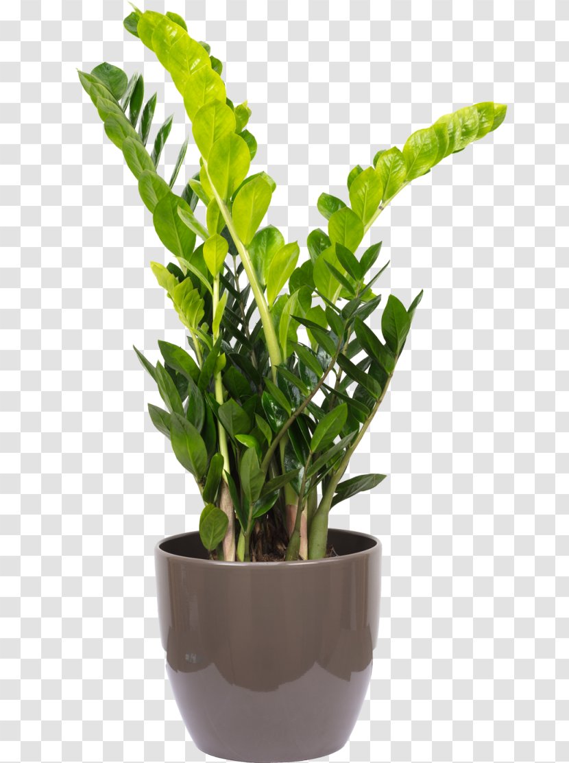 Zamioculcas Zamiifolia Houseplant Flowerpot Vascular Plant Areca Palm - Balcony - Flowerbox Transparent PNG