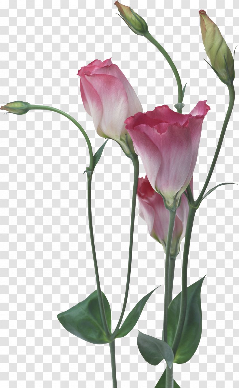 Display Resolution Desktop Wallpaper Flower Garden Roses High-definition Television - Rose - Vase Transparent PNG