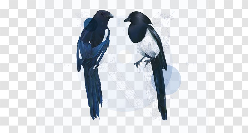 Crows Eurasian Magpie - Software - Crow Transparent PNG