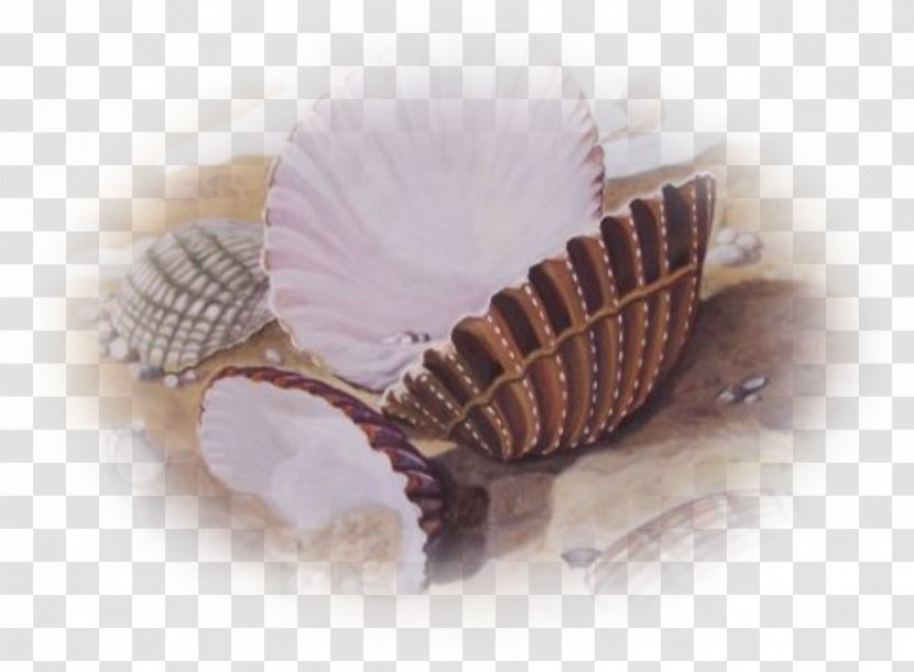 Mollusc Shell Conchology Centerblog Fish - Seashell - Coquillage Transparent PNG