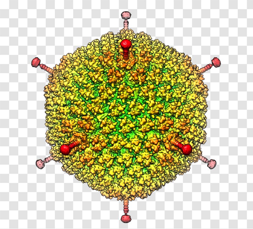 Cryogenic Electron Microscopy Microscope Virus Adenoviridae - Silhouette - Red Allogeneic Cell Transparent PNG