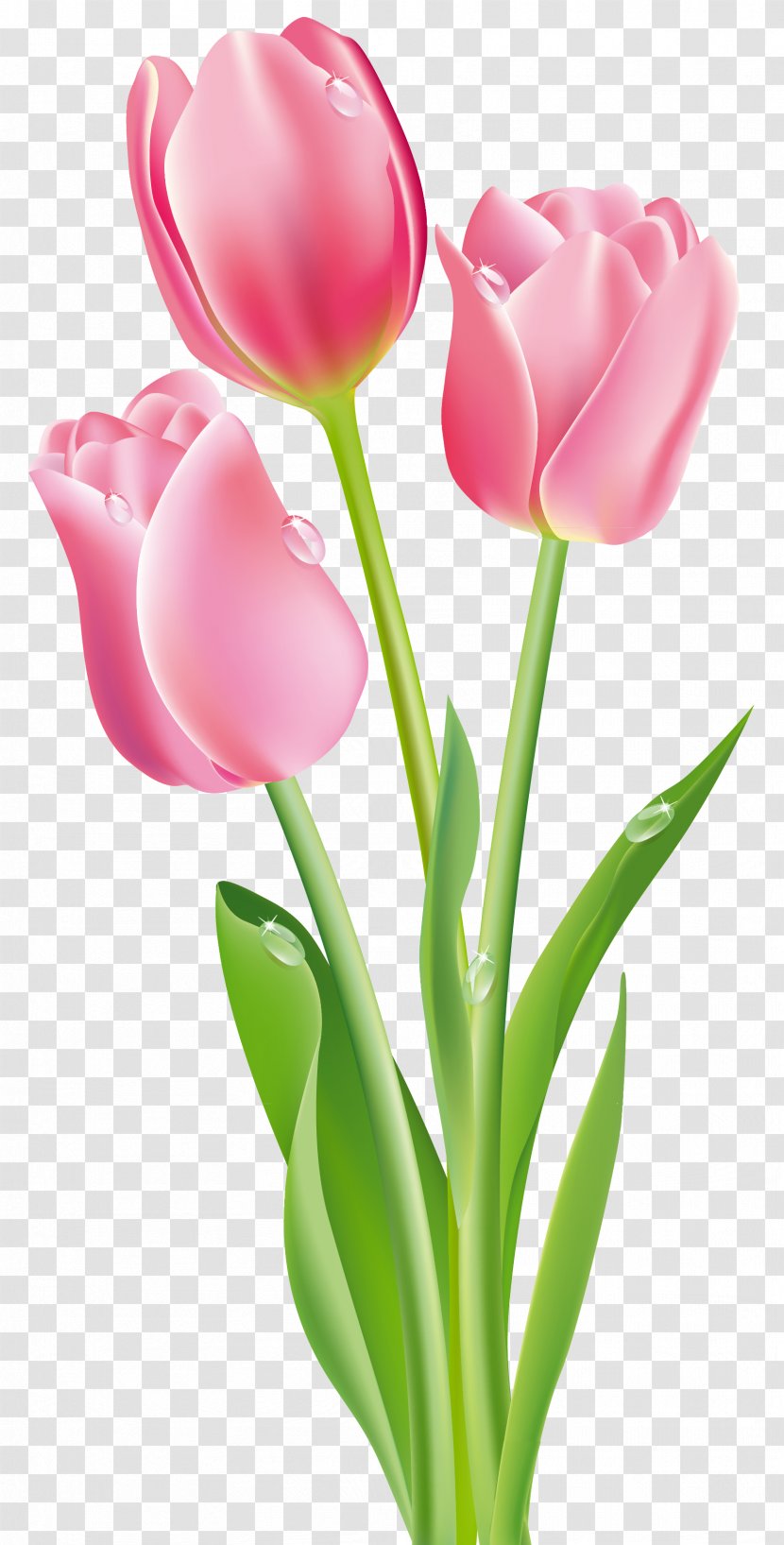 Tulipa Gesneriana Flower Clip Art - Plant Stem - Tulip Transparent PNG
