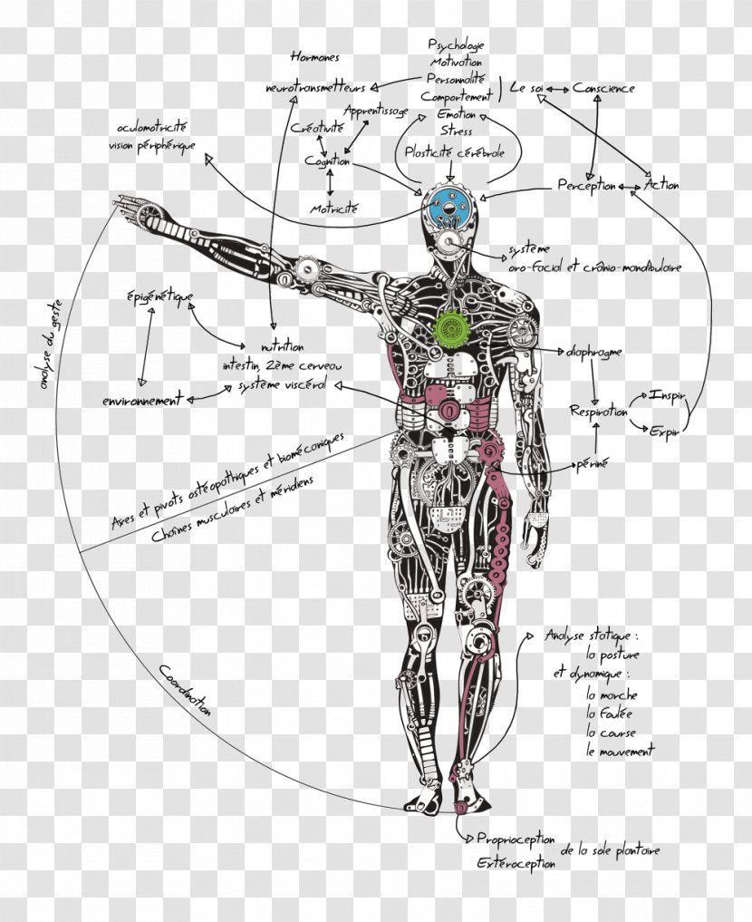 Muscle Homo Sapiens Human Body Scapula Trapezius - Silhouette - Clinton Le Pene Transparent PNG