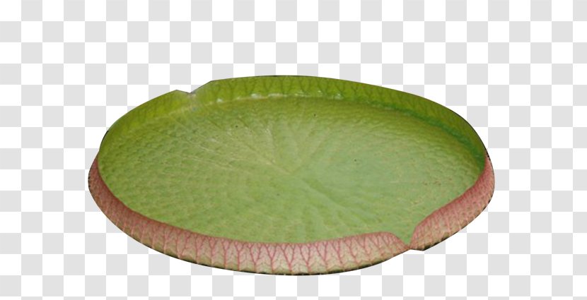 Download Icon - Oval - Water Lily Image Transparent PNG