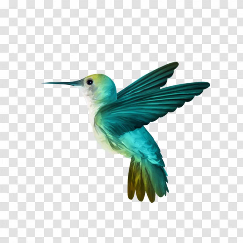 Hummingbird Wallpaper - Fauna Transparent PNG