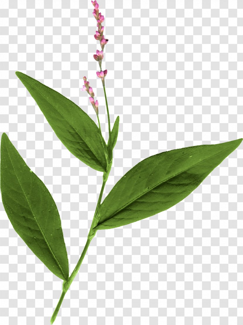 Leaf Herbalism Plant Stem - Herb Transparent PNG