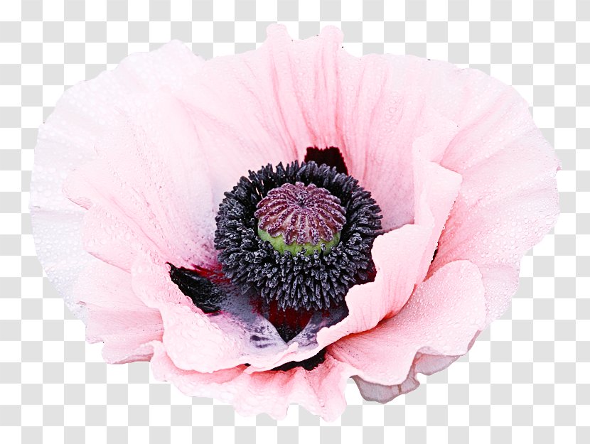 Oriental Poppy Flower Petal Pink Plant - Family Anemone Transparent PNG