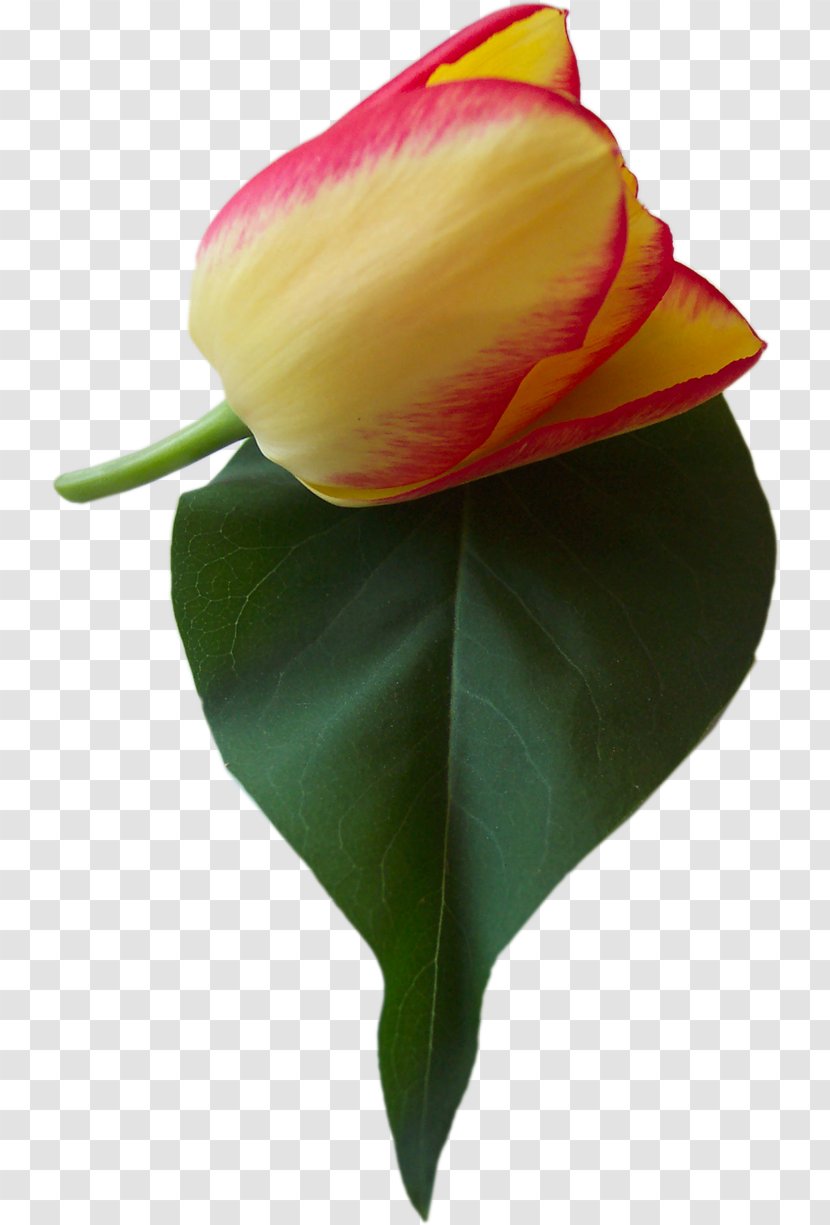 Tulip Flower Clip Art - Garden Roses Transparent PNG