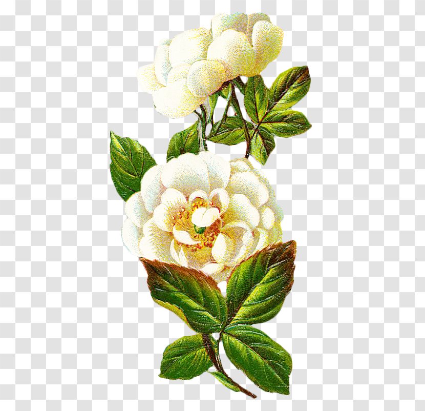 Centifolia Roses Flower Petal - Rose Family - Vintage Floral Botanical Transparent PNG