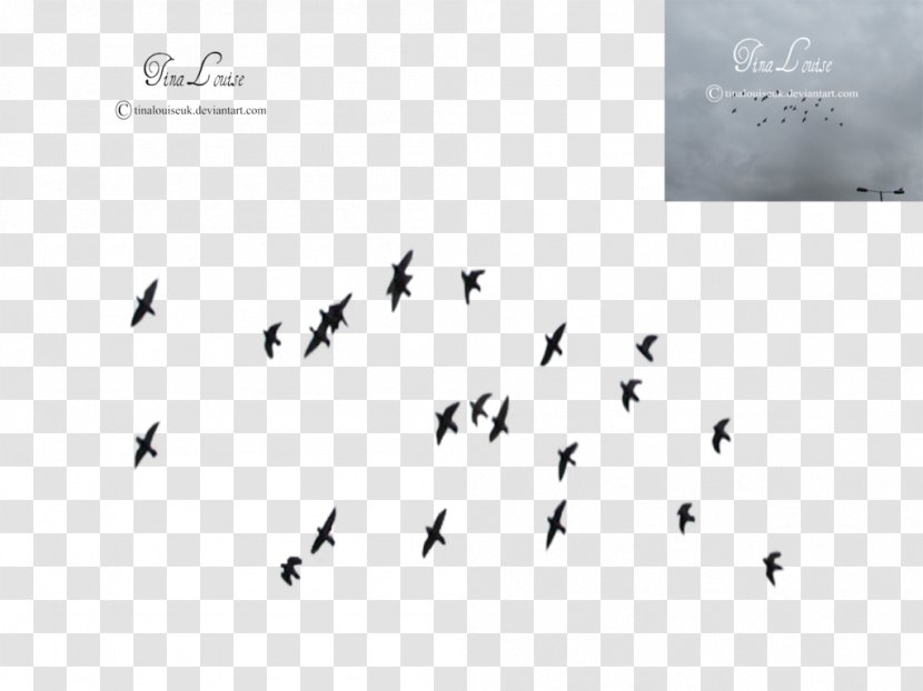 Bird Flock Clip Art - Flocking - Of Birds Transparent PNG