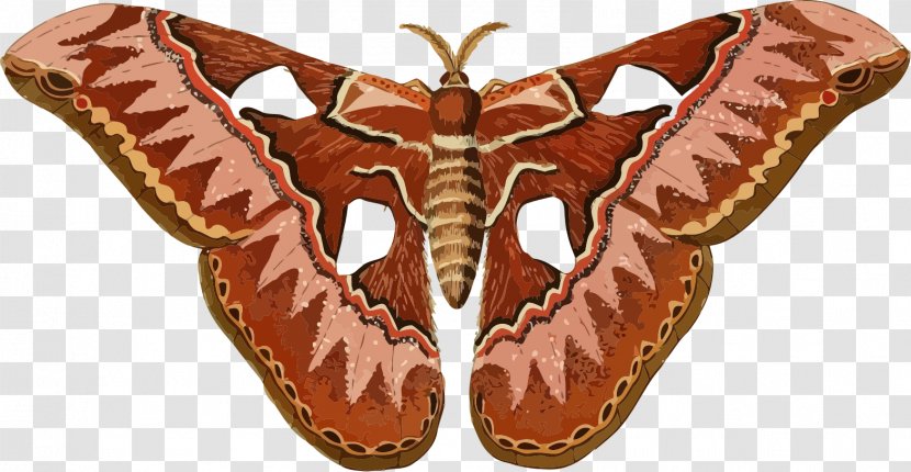 Butterfly Moth Silkworm Clip Art - Attacus Atlas - Insect Transparent PNG