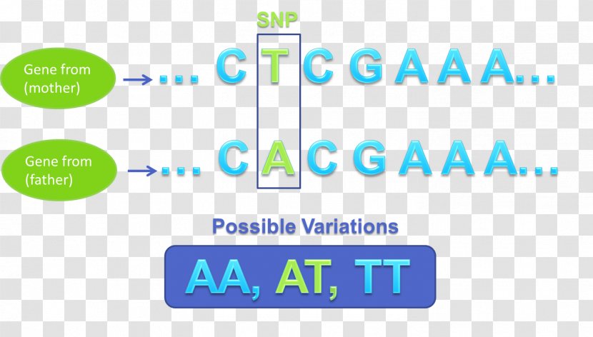 Single-nucleotide Polymorphism Genetic Variation Genetics Nucleic Acid Sequence - Protein - Text Transparent PNG
