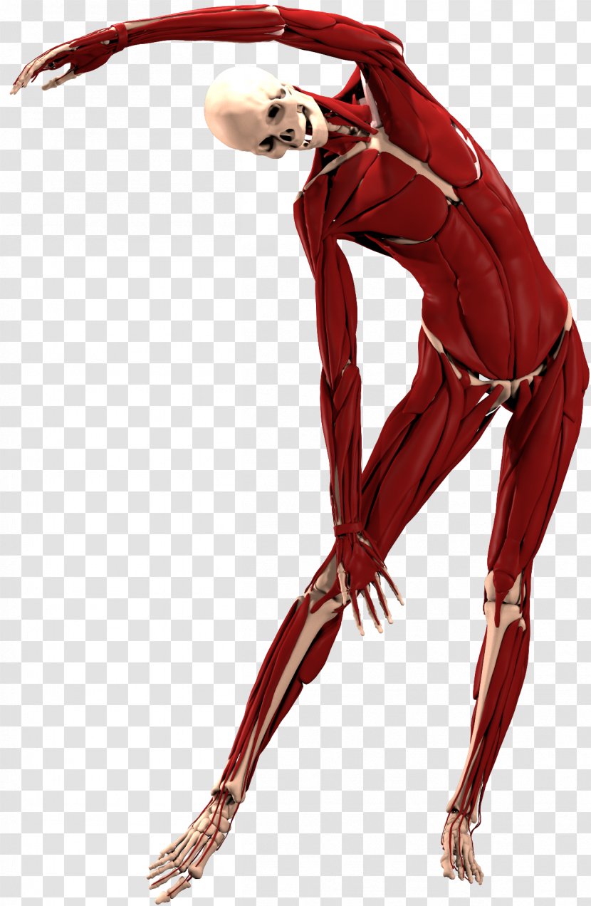 Performing Arts - Joint - Anatomy Muscle Transparent PNG