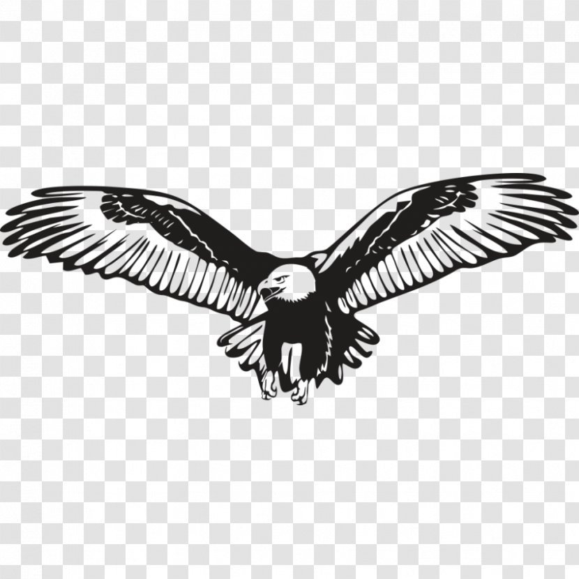 Bald Eagle Wall Decal Sticker Transparent PNG