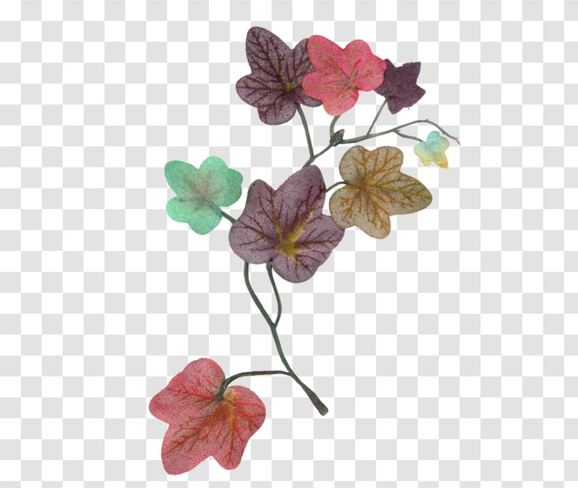 Bindweeds Petal Ivy Floral Design - Flora Transparent PNG