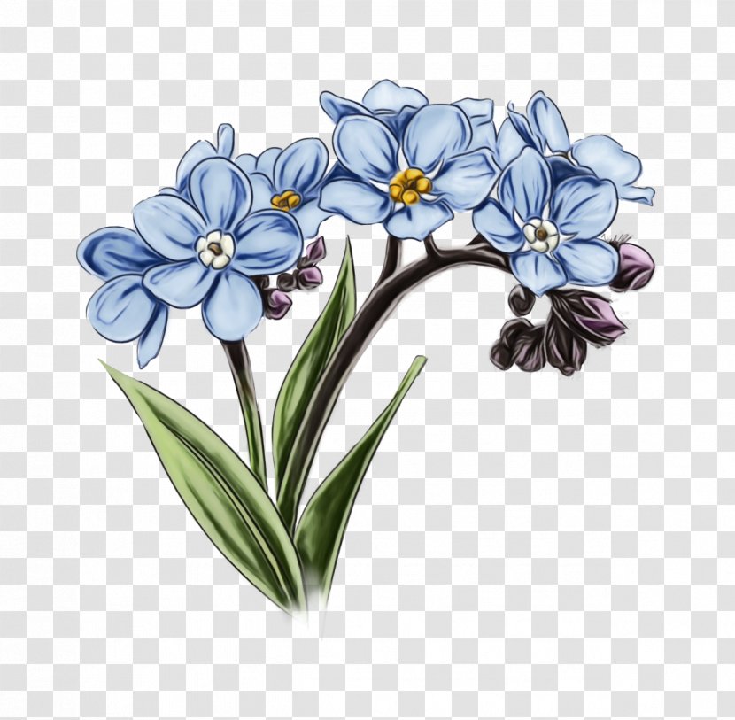 Flowers Background - Alpine Forgetmenot - Borage Family Iris Transparent PNG