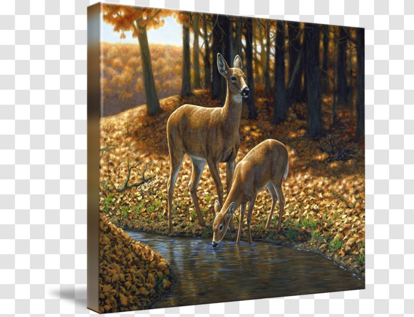 Red Deer Oil Painting White-tailed - Painter Transparent PNG