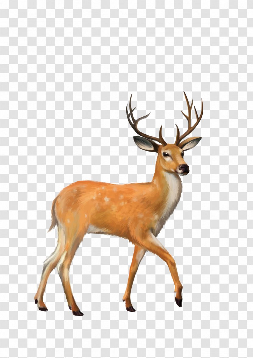 White-tailed Deer Mule Clip Art - Stock Photography Transparent PNG