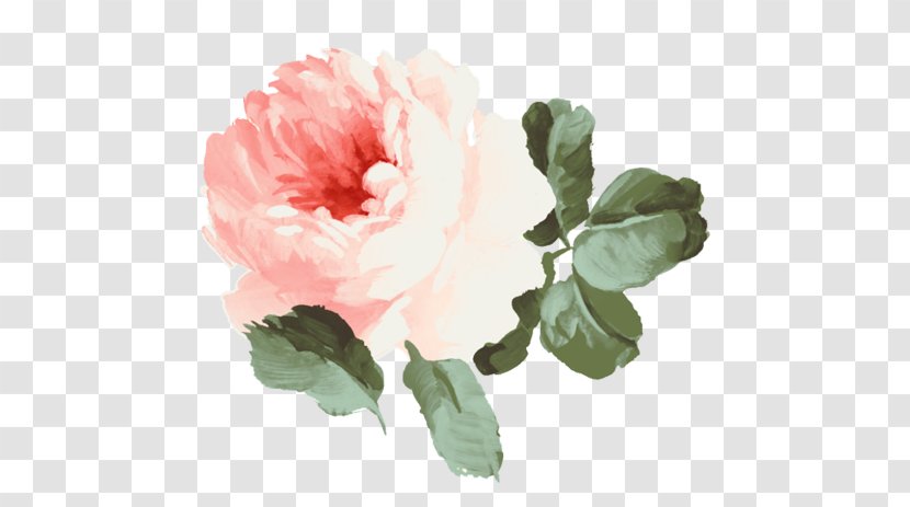 Still Life: Pink Roses Flowers Garden - Cut - Illustration Flower Transparent PNG