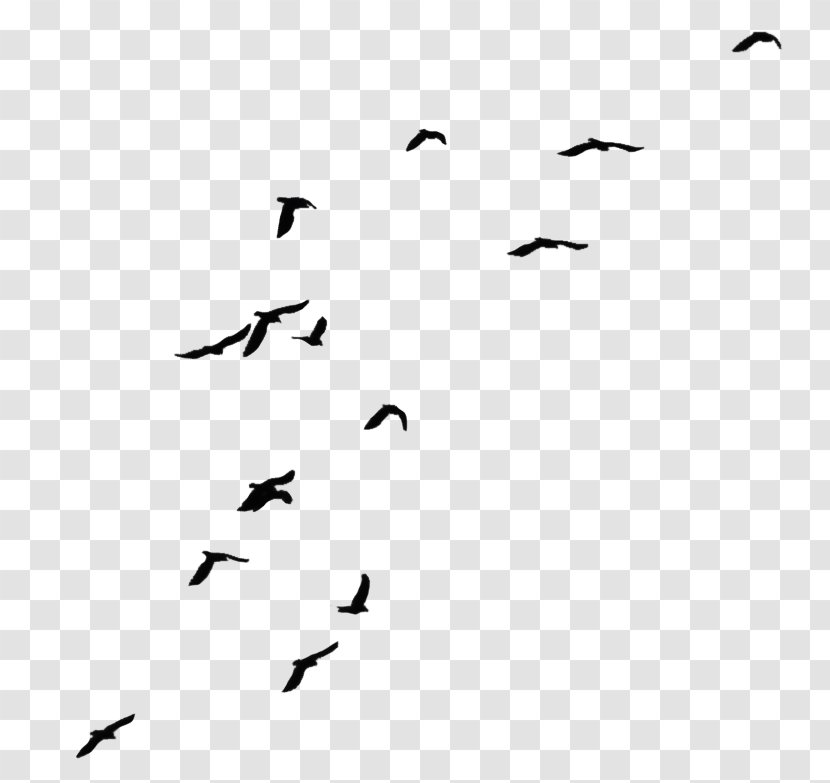 Crows Bird Flight Clip Art - White Transparent PNG