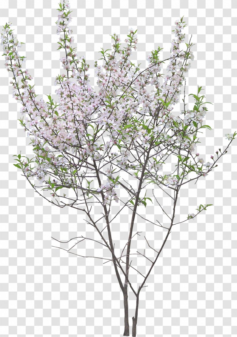 Twig Garden Shrub Tree Flower - Plant Stem Transparent PNG