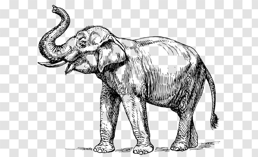 Vector Graphics Line Art Elephant Clip Illustration - Mammoth - Elephantidae Stamp Transparent PNG