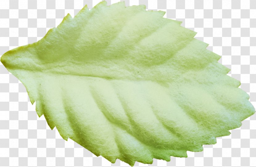 Leaf Commodity Transparent PNG