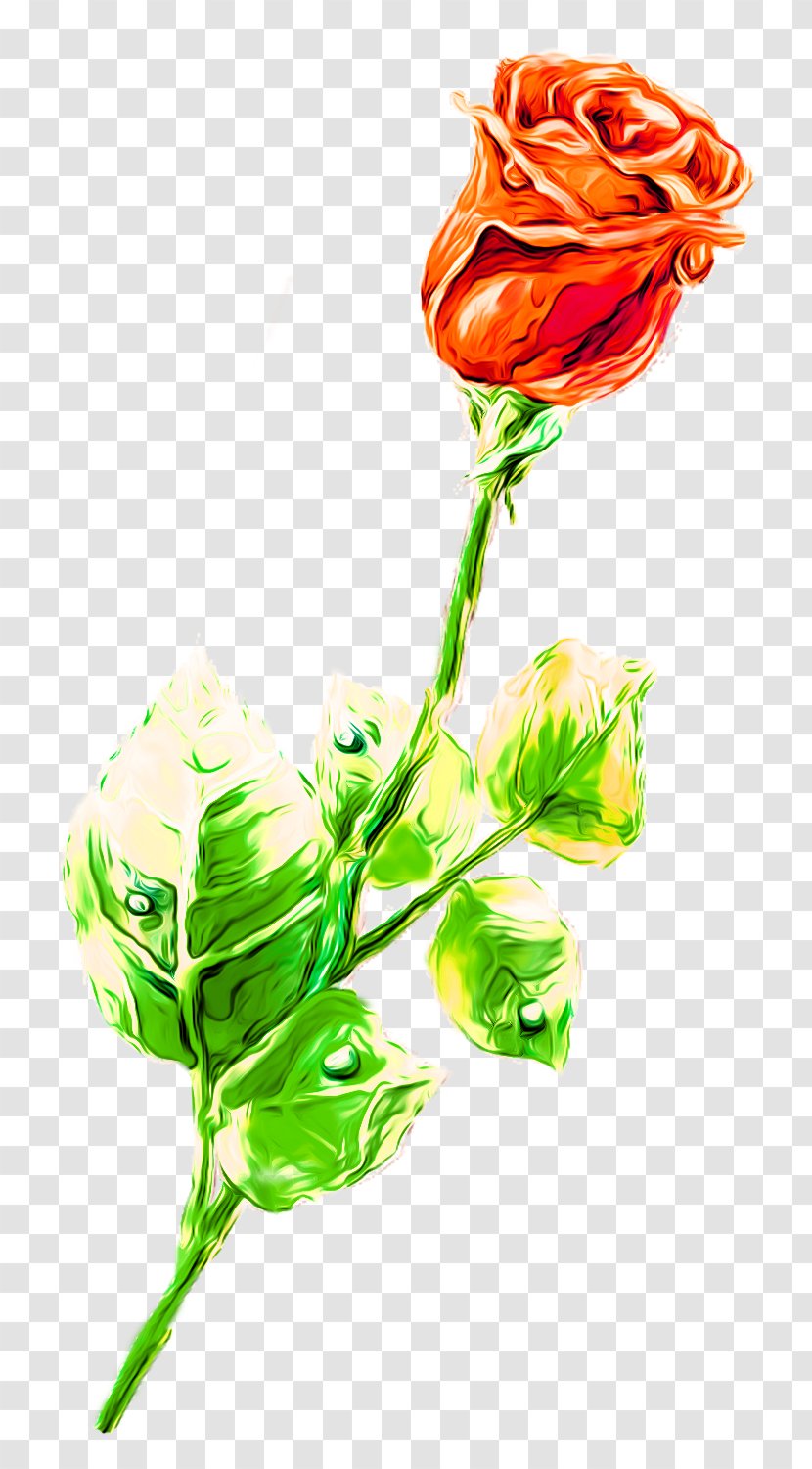 Beach Rose Drawing Flower Colored Pencil - Color Transparent PNG