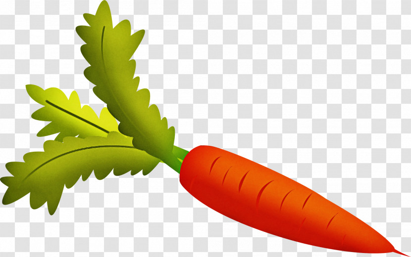 Leaf Carrot Plant Flower Vegetable Transparent PNG