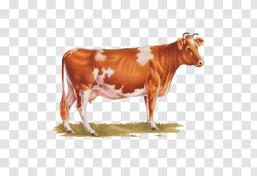 Dairy Cattle Ayrshire Calf Texas Longhorn Bull - Products Transparent PNG