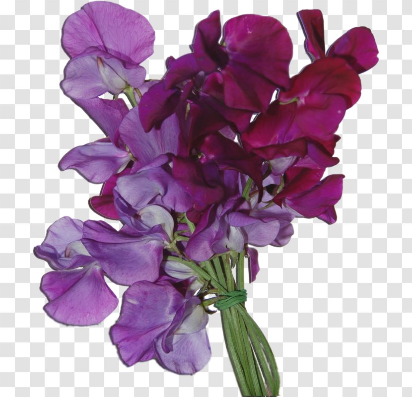 Cut Flowers Sweet Pea Violet Purple - Flowering Plant Transparent PNG